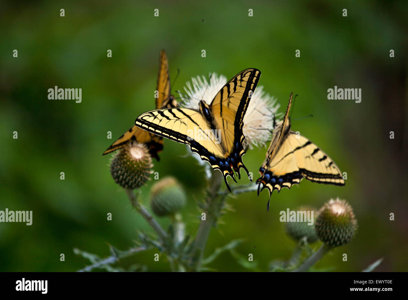 Drei Tiger Schwalbenschwanz Schmetterlinge auf einer Distel Blume. Stockfoto