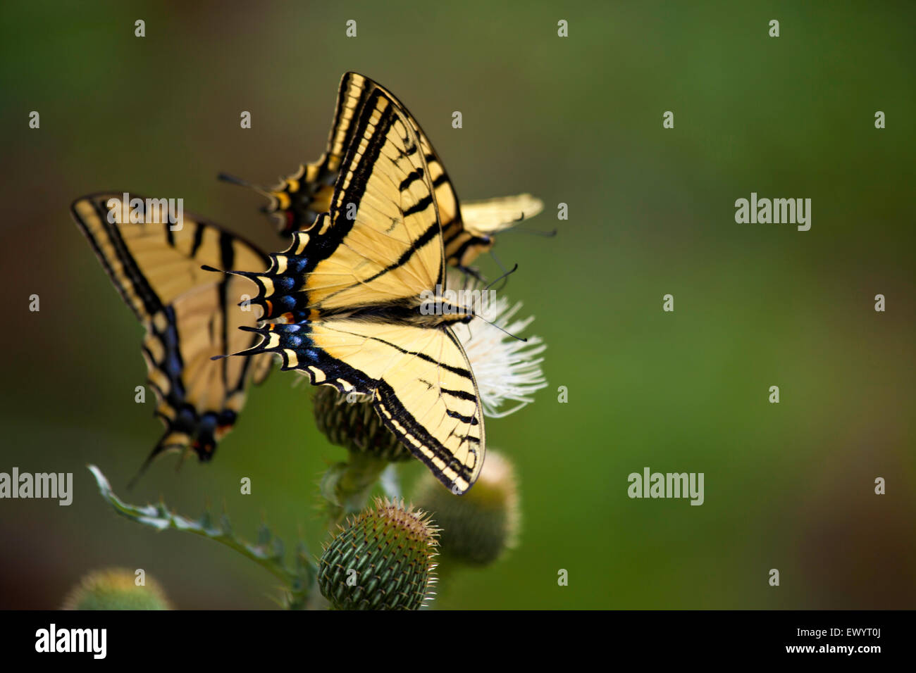 Tiger Schwalbenschwanz Schmetterlinge Stockfoto