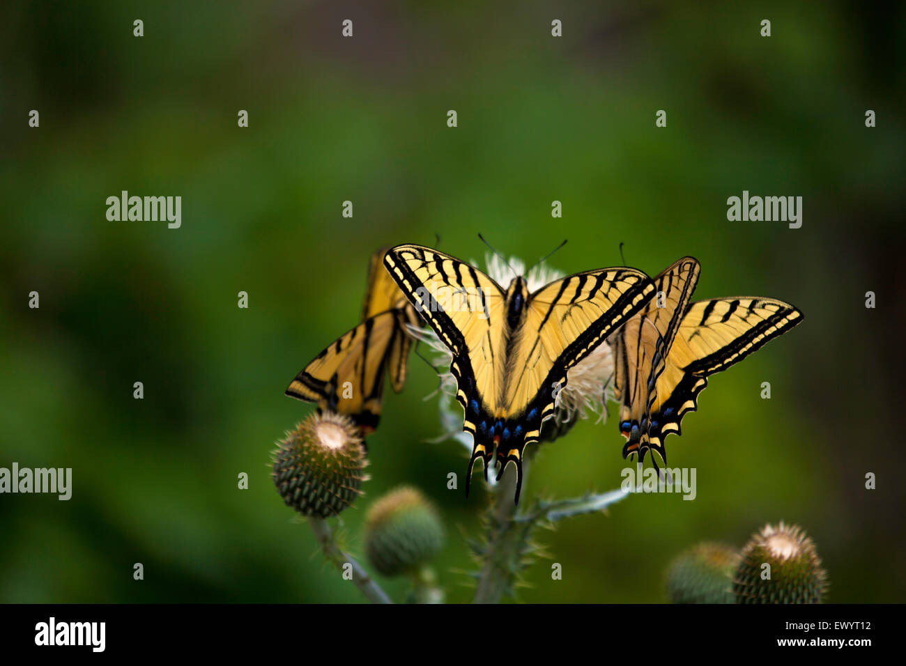 Drei Tiger Schwalbenschwanz Schmetterlinge ernähren sich von einer Distel Blume. Stockfoto