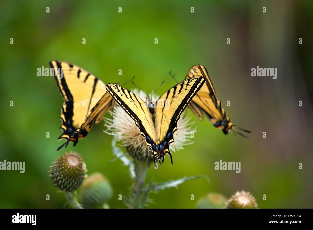 Drei Tiger Schwalbenschwanz Schmetterlinge ernähren. Stockfoto