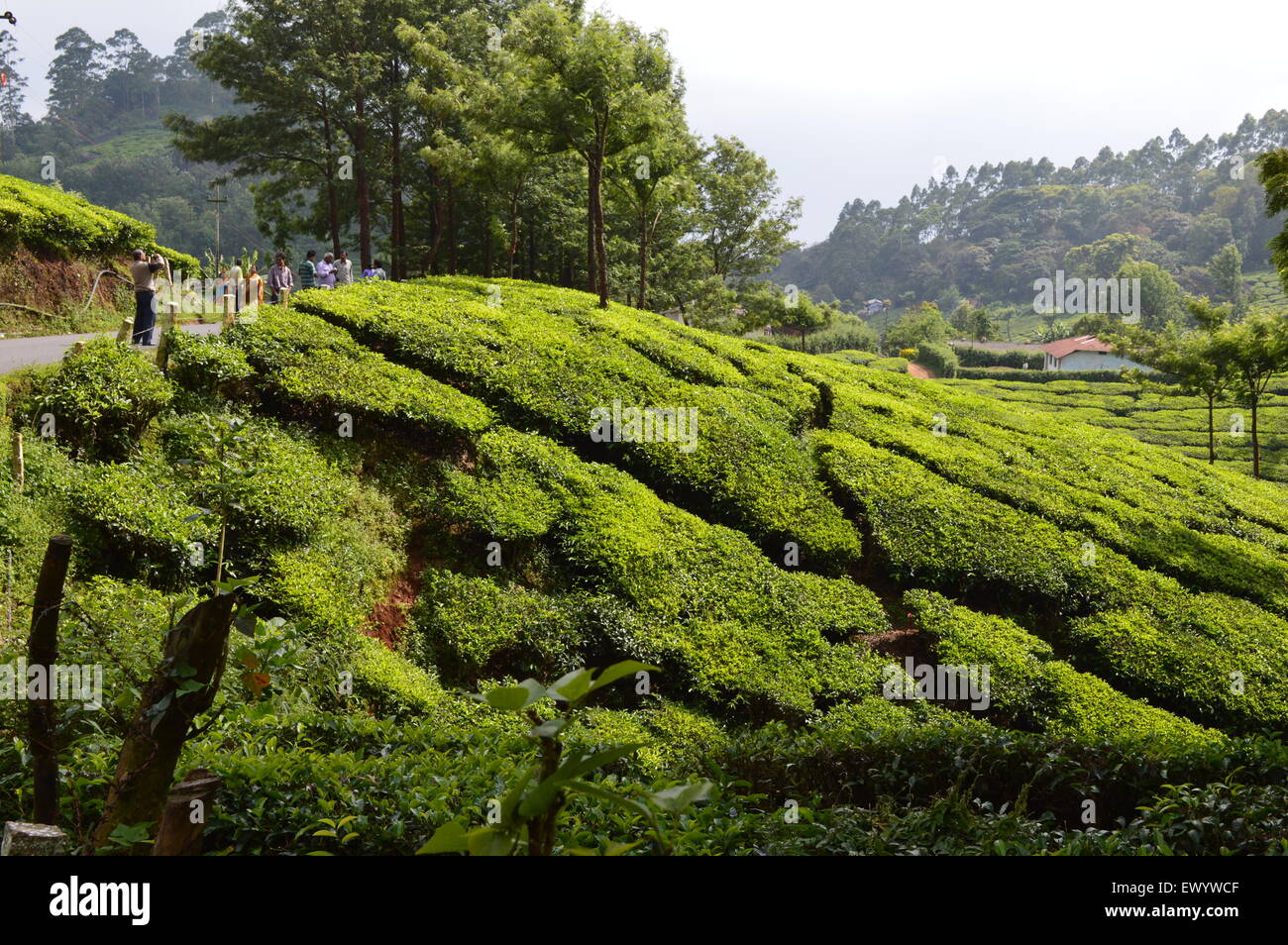 Tee-Garten auf Munnar - Kumili Road, Kerala, Indien Stockfoto