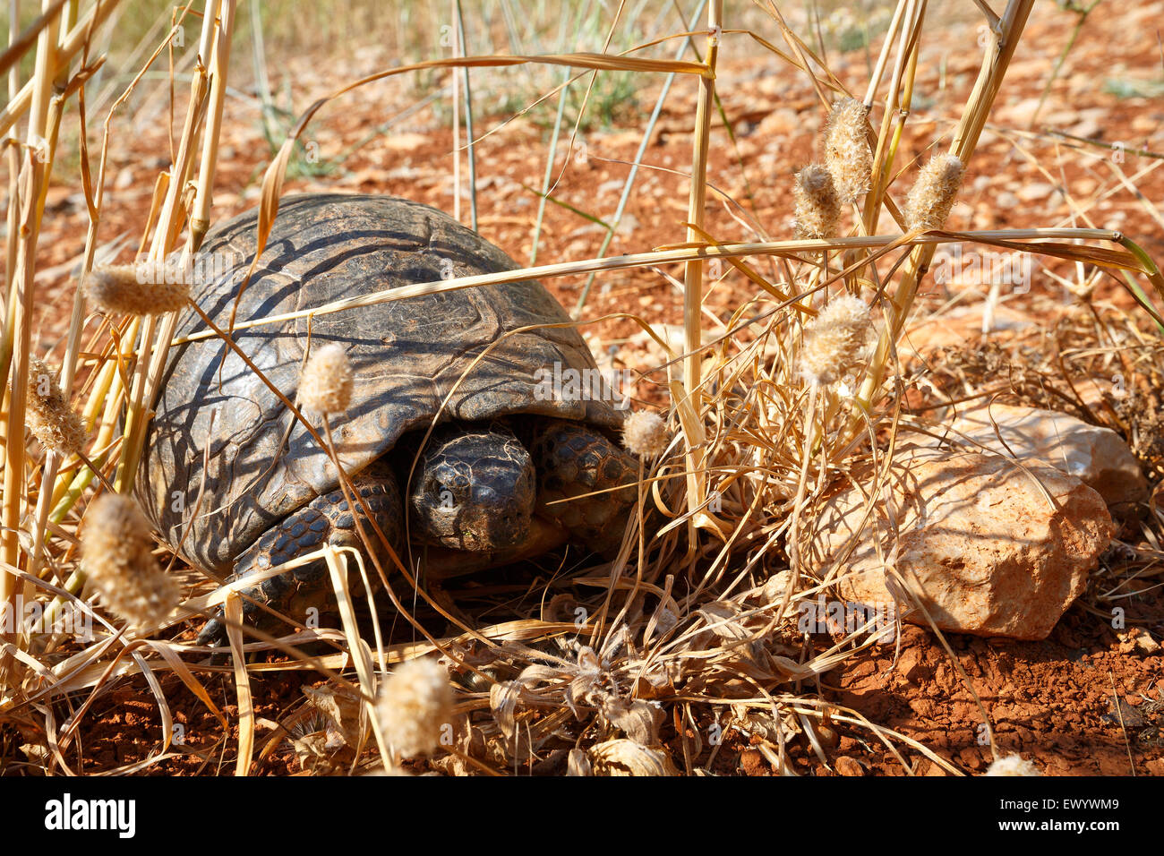 Sporn-thighed Tortoise oder auch griechische Schildkröte. Stockfoto