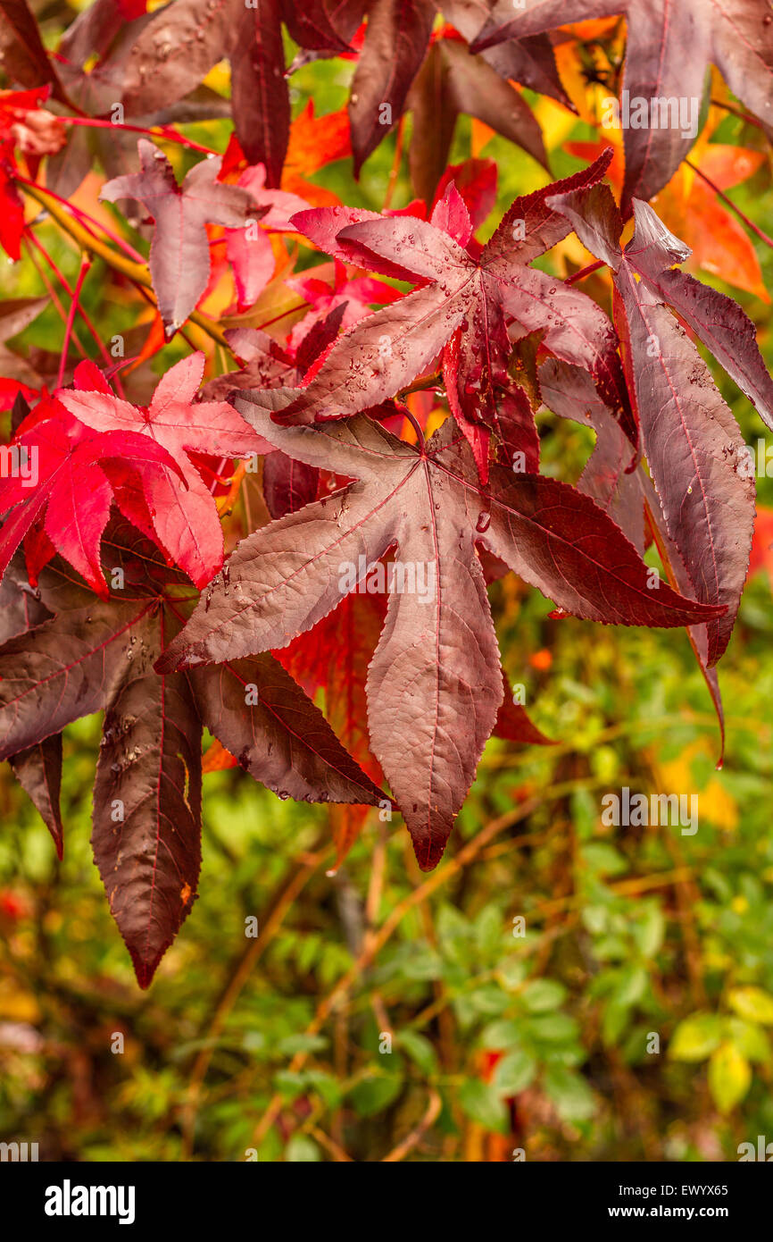 Elm verlässt im Herbst in voller Farbe mit saisonalem Wechsel. Stockfoto