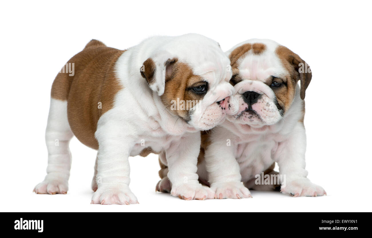 Englische Bulldogge Welpen vor weißem Hintergrund Stockfoto