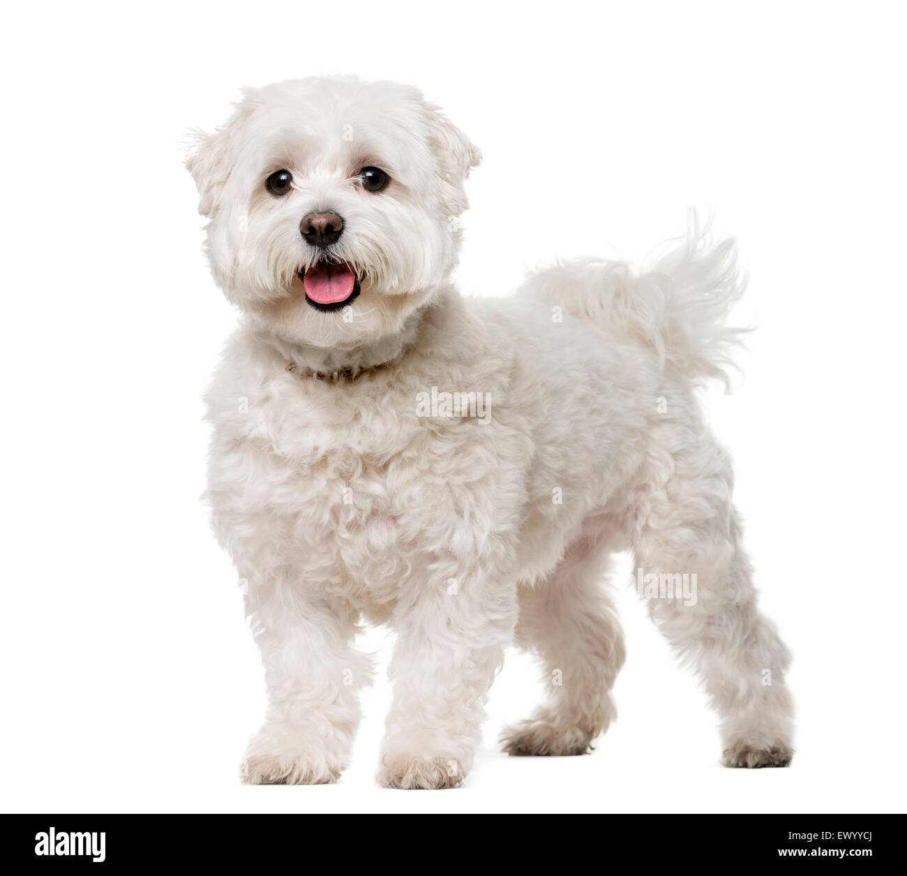 Maltesisch (5 Jahre alt) vor einem weißen Hintergrund Stockfoto