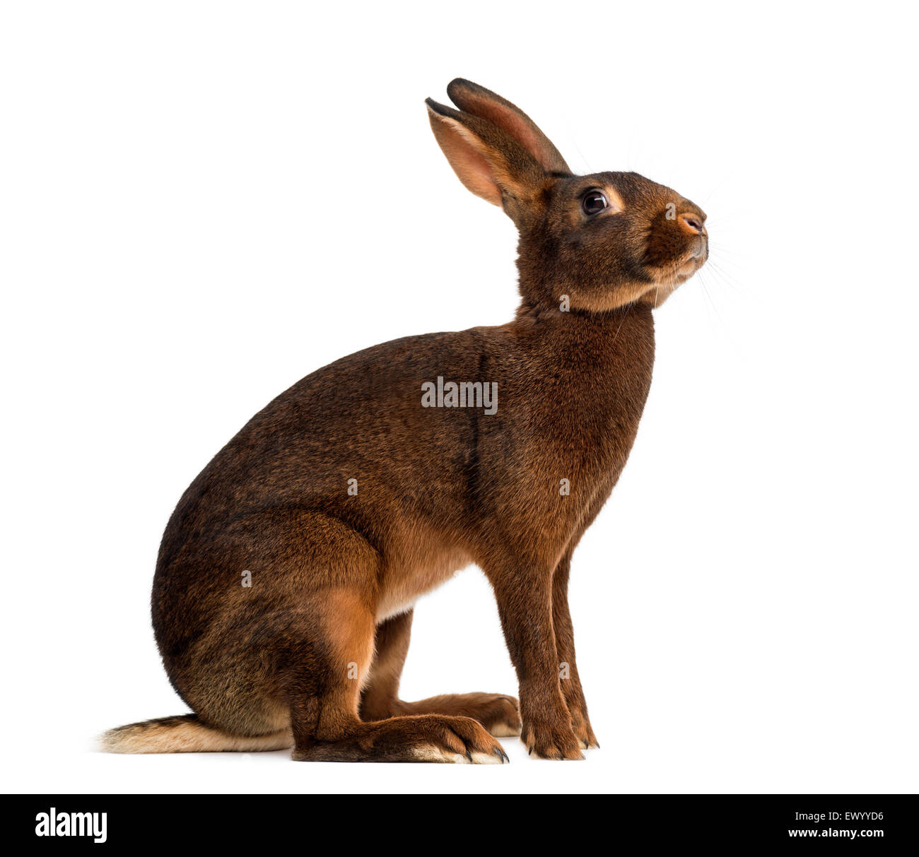 Belgische Hasen vor einem weißen Hintergrund Stockfoto