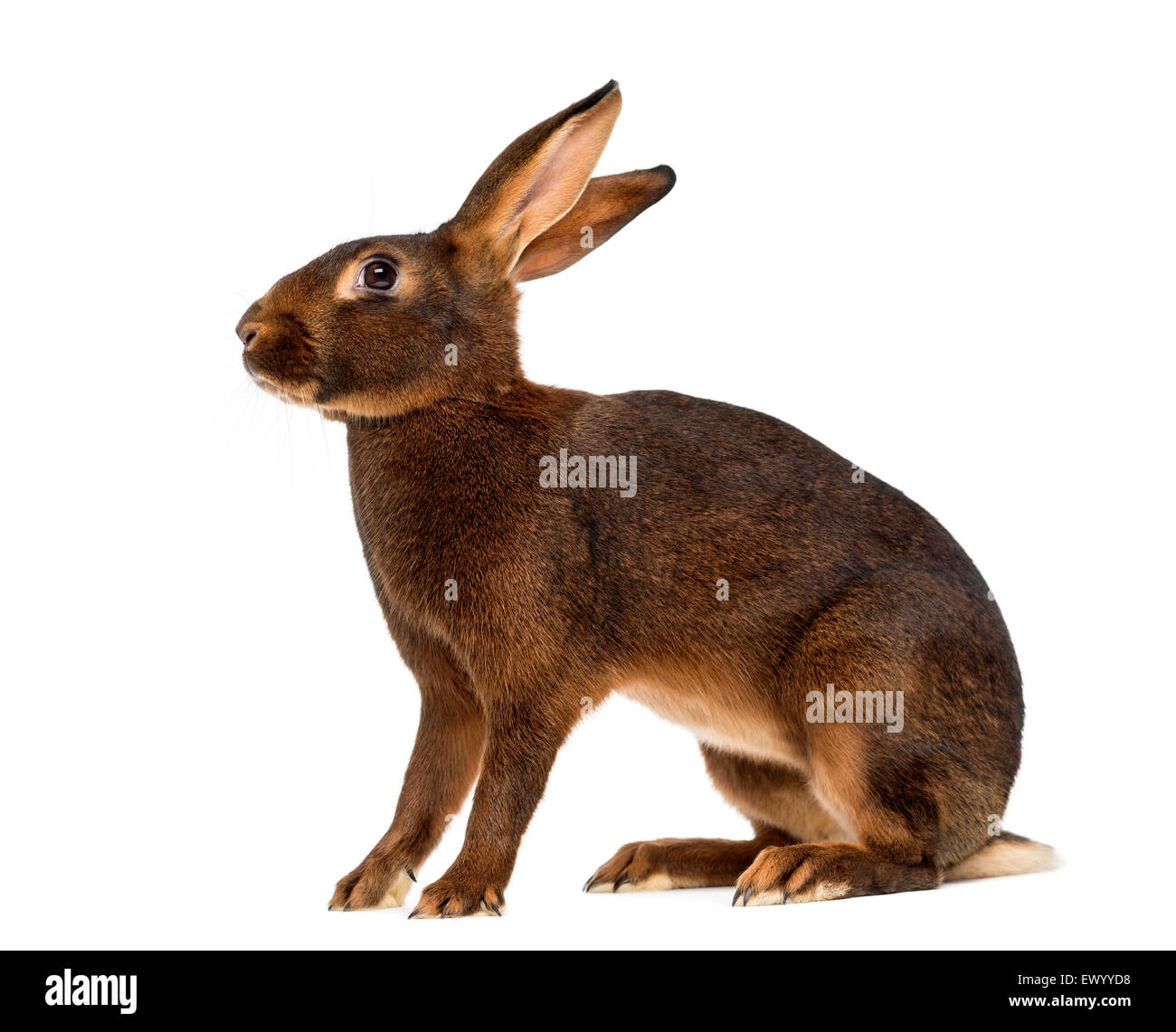 Belgische Hasen vor einem weißen Hintergrund Stockfoto