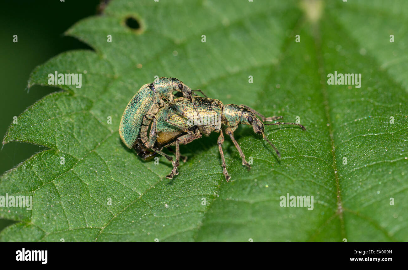 Grüne Brennessel Rüsselkäfer (Phyllobius Pomaceus) Paaren, Allertal, Niedersachsen, Deutschland Stockfoto