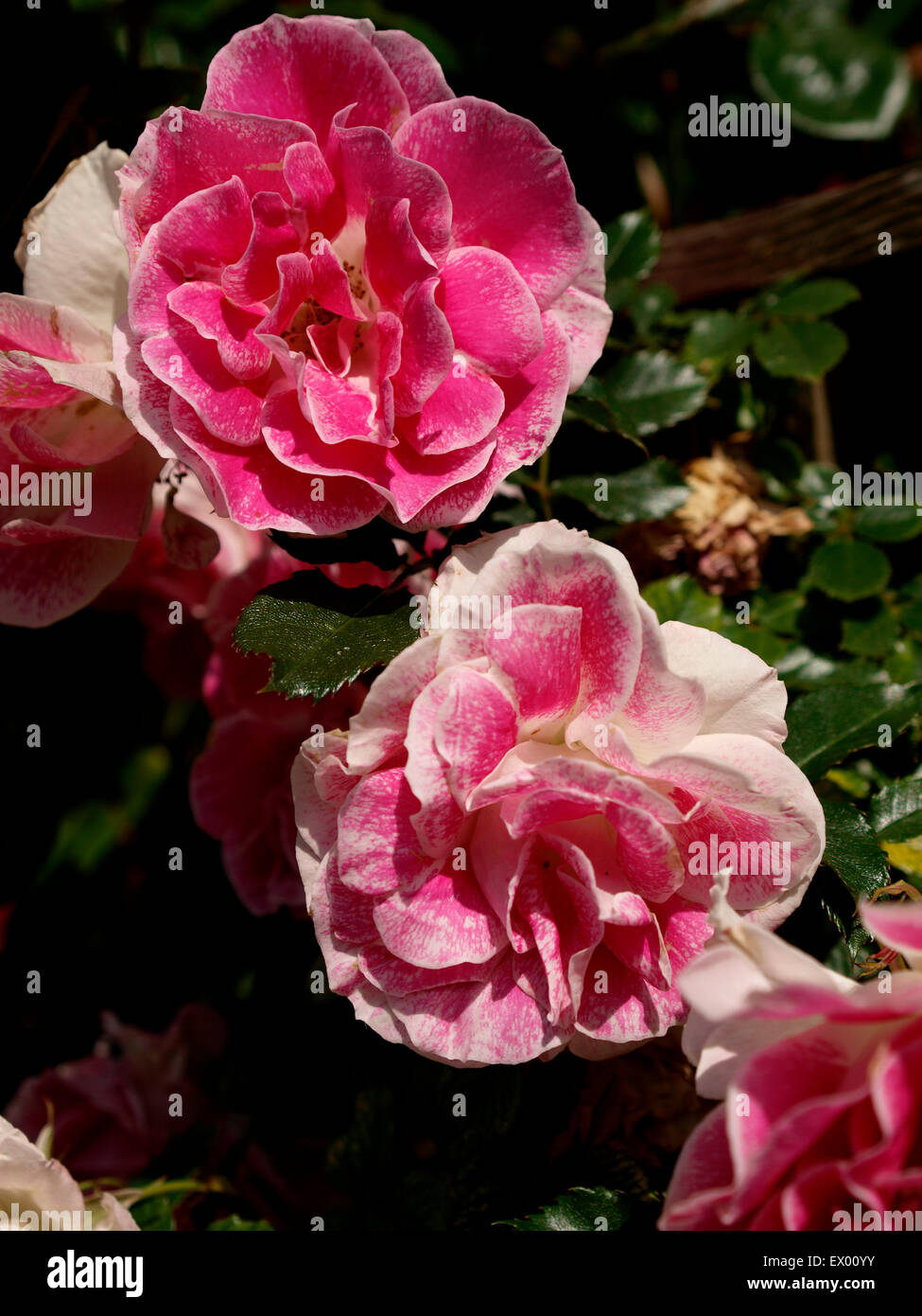 Rosa und weiße Rosen, UK Stockfoto