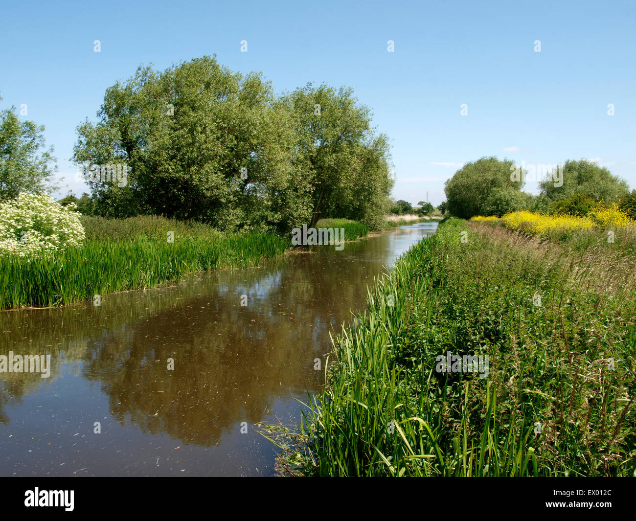 Bridgwater und Taunton Kanal, Somerset, Großbritannien Stockfoto
