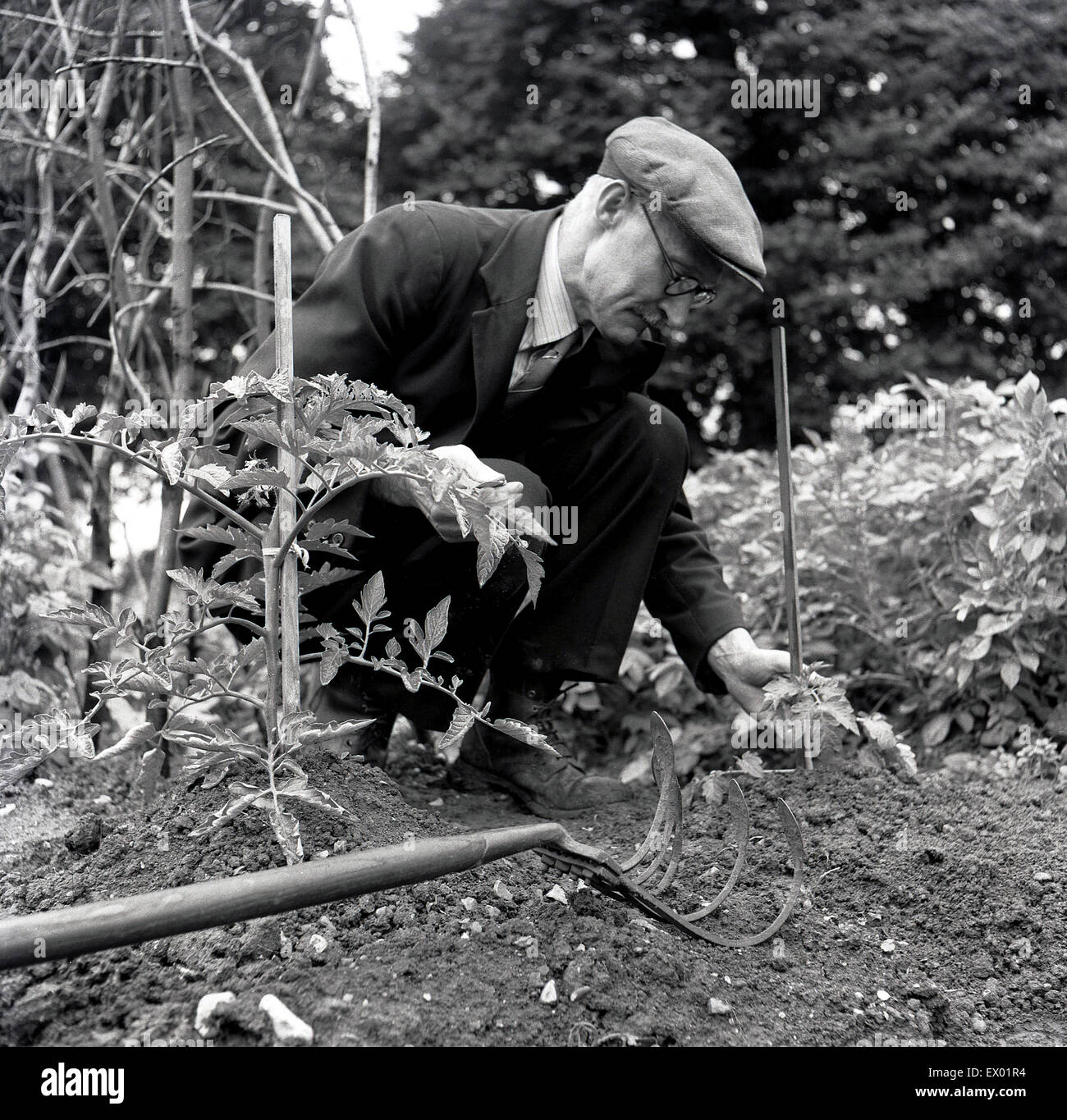 Historische, 1950er Jahre, Bild zeigt einen älteren Herr im Anzug und Mütze in einer Zuteilung Saat kniete. Stockfoto