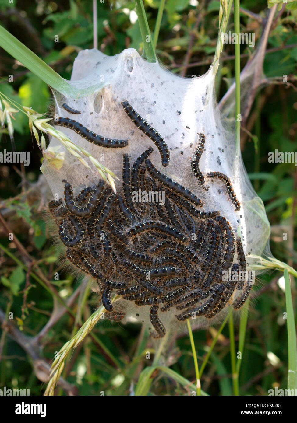 Ein Nest von kleinen Eggar Moth Raupen, Eriogaster Lanestris in eine Hecke, Somerset, Großbritannien Stockfoto