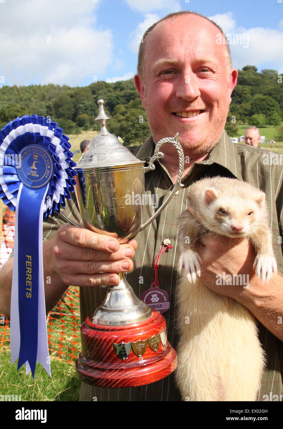 Ein Award-Winning "best in Show" Frettchen wird von seinem Besitzer in Chatsworth Country Fair, Peak District Derbyshire England UK angezeigt. Stockfoto