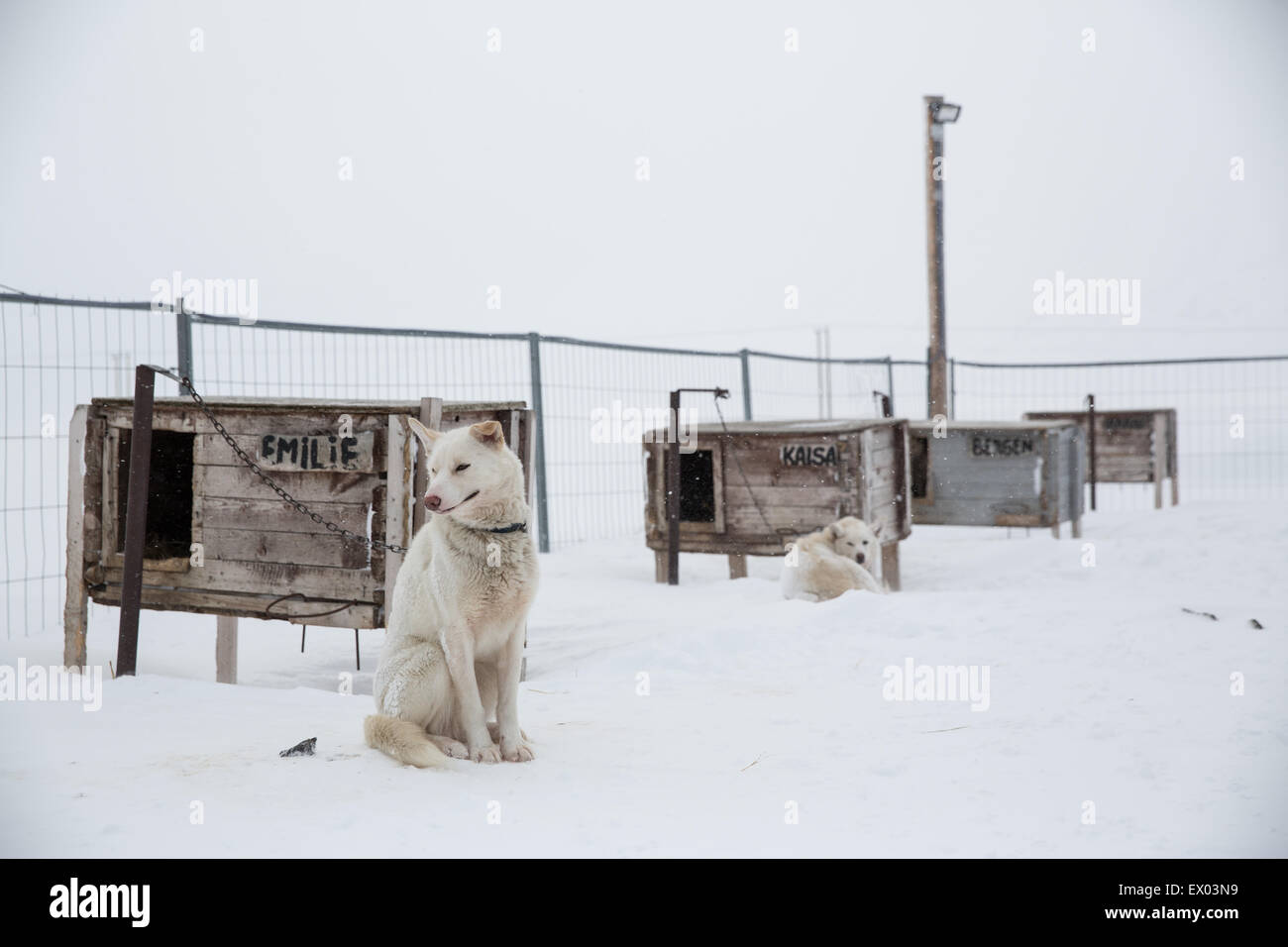 Husky Hund sitzt im Gehäuse, Spitzbergen, Norwegen Stockfoto