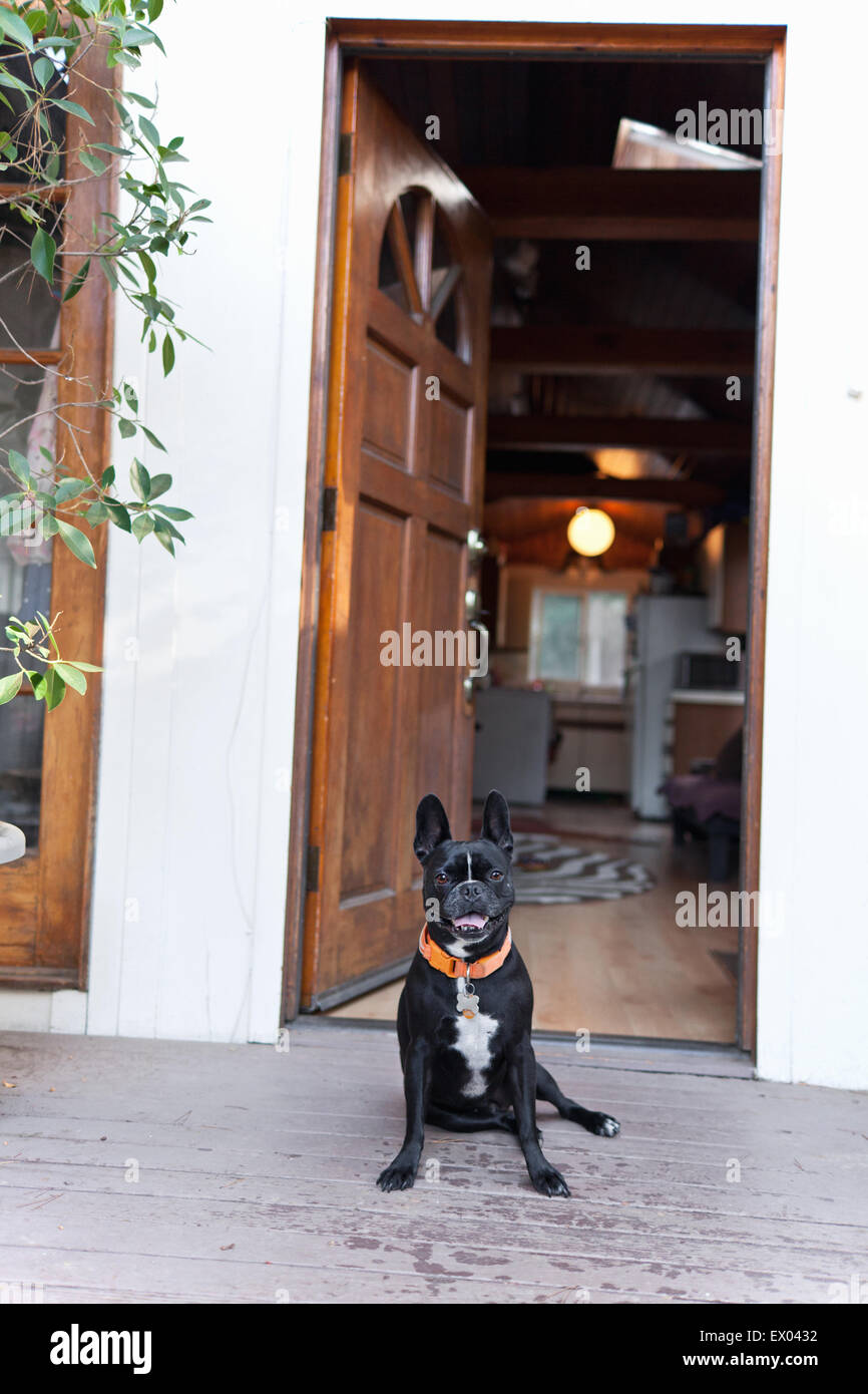 Porträt von Hundesitting an Vordertür öffnen Stockfoto