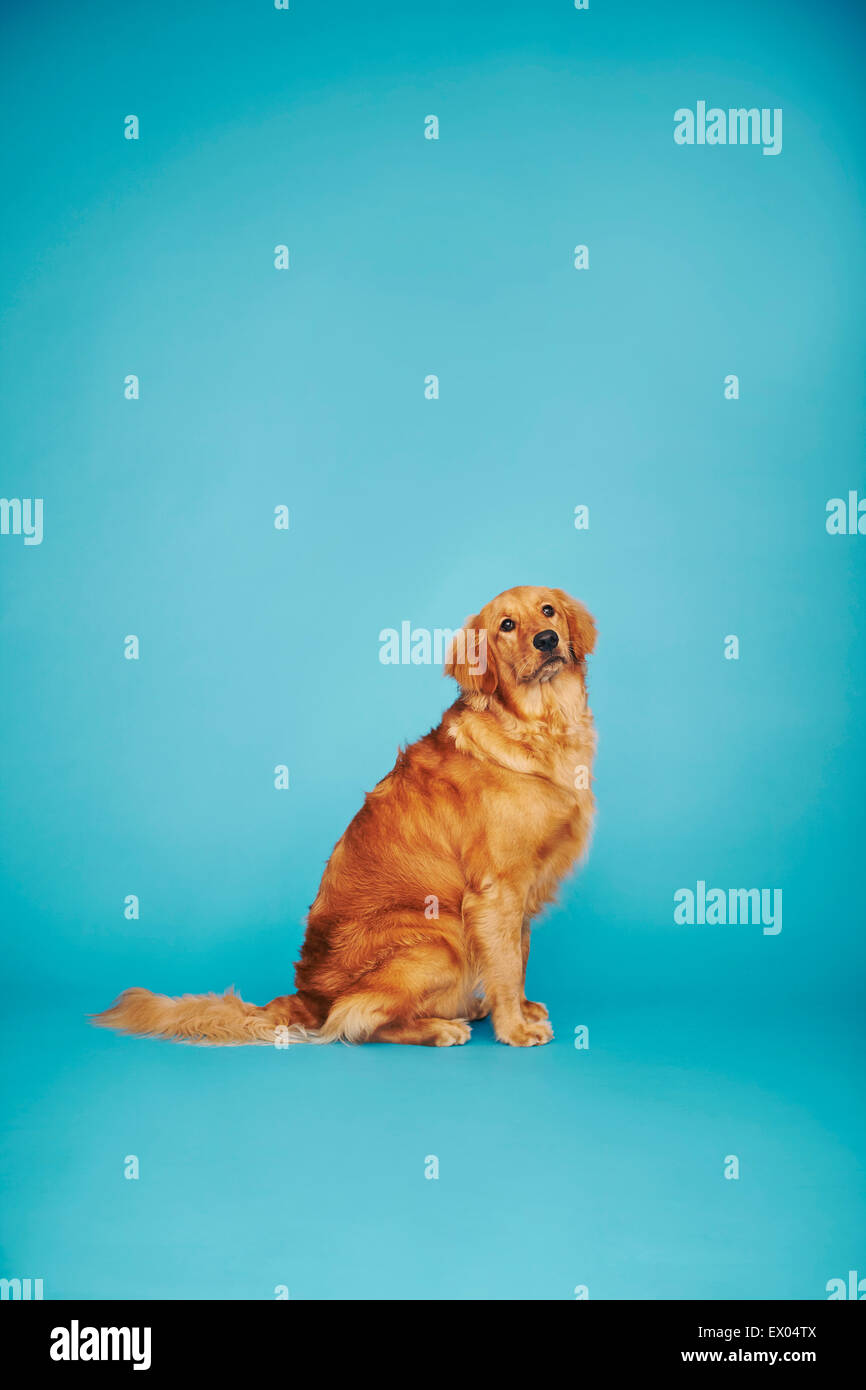 Porträt von golden Retriever vor blauem Hintergrund Stockfoto
