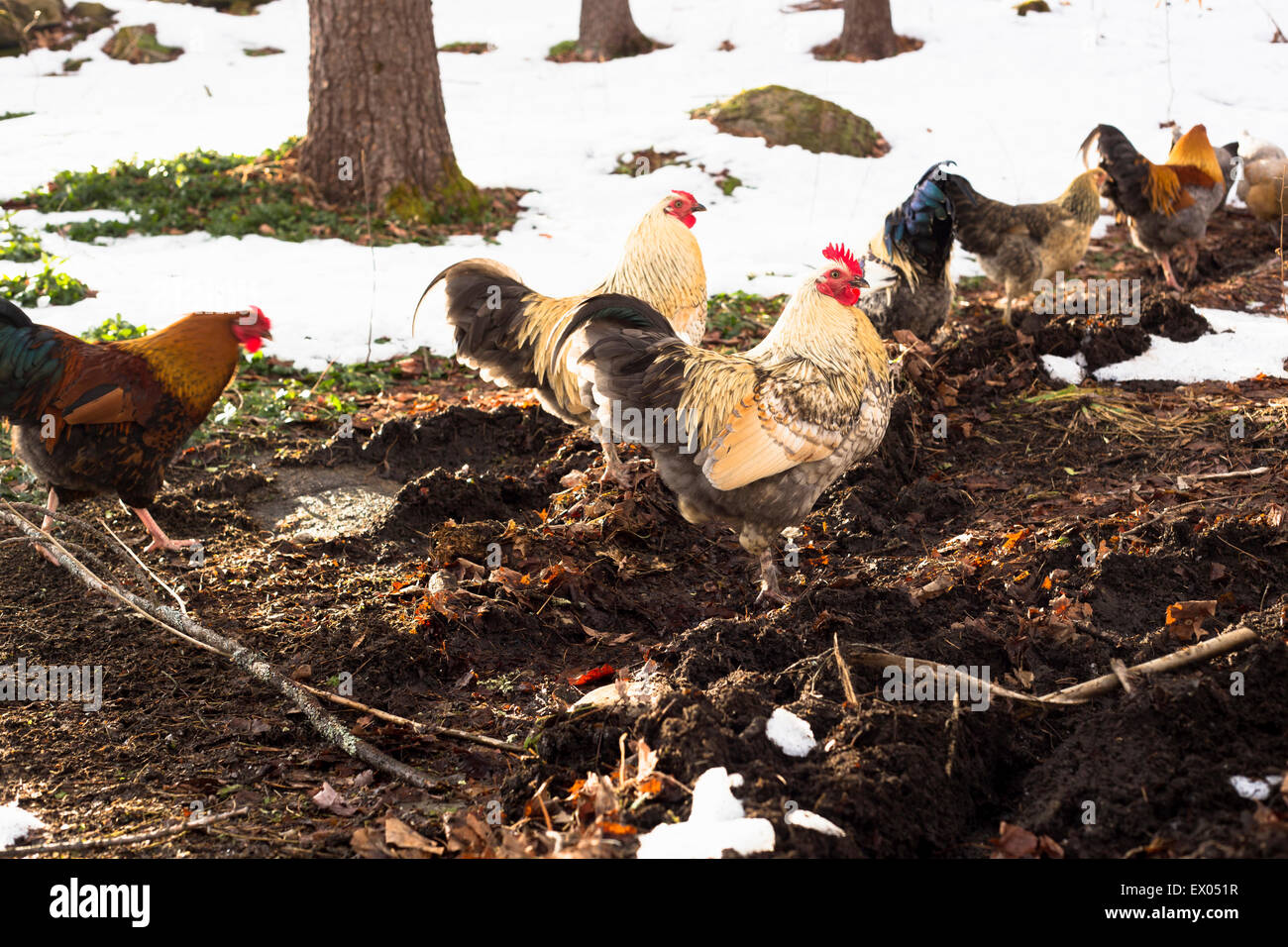 Mittlere Gruppe von freilaufenden Hühnern in Schneelandschaft Stockfoto
