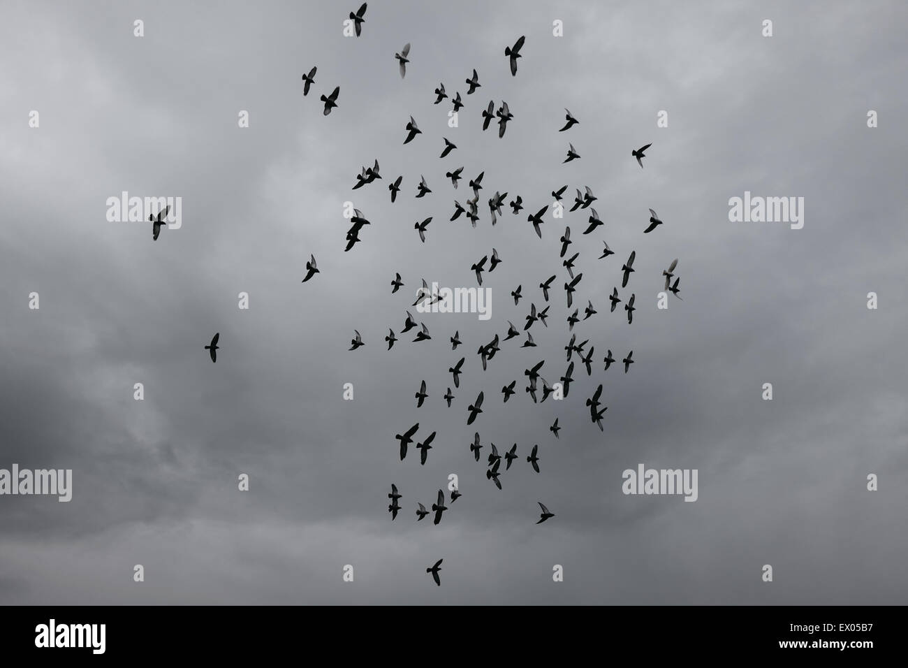 Niedrigen Winkel Ansicht der Herde von Vögel und bedecktem Himmel Stockfoto