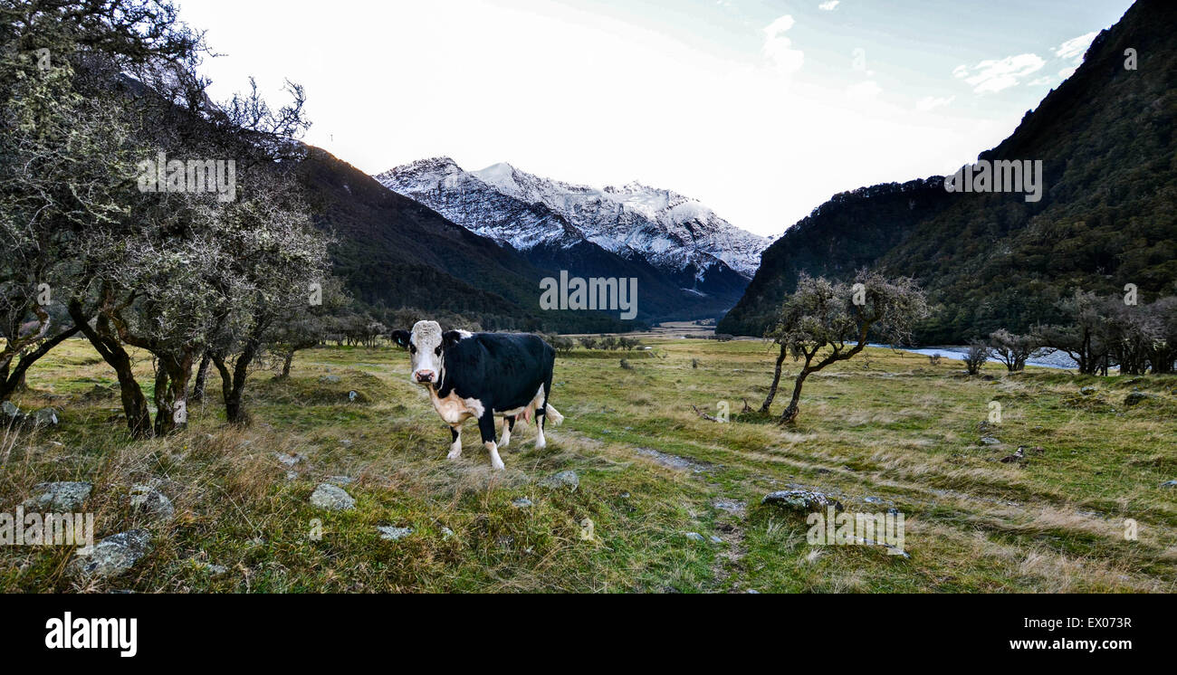 Glücklichen Kuh im Mt Aspiring National Park, Neuseeland Stockfoto