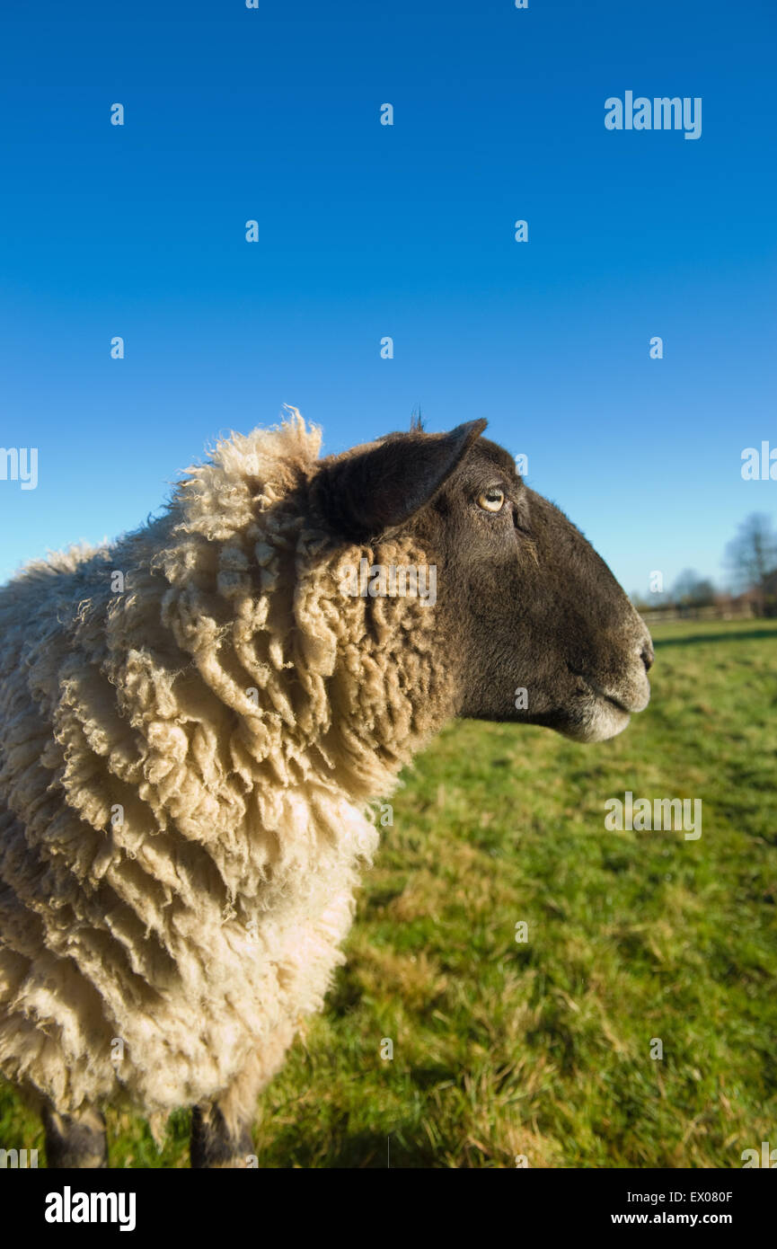 Schafe in Landschaft Stockfoto