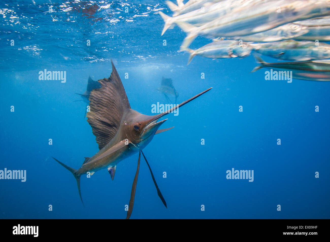 Fächerfisch (Istiophorus Albicans) Fütterung auf Sardinen Baitball nördlich von Isla Mujeres, Mexiko Stockfoto