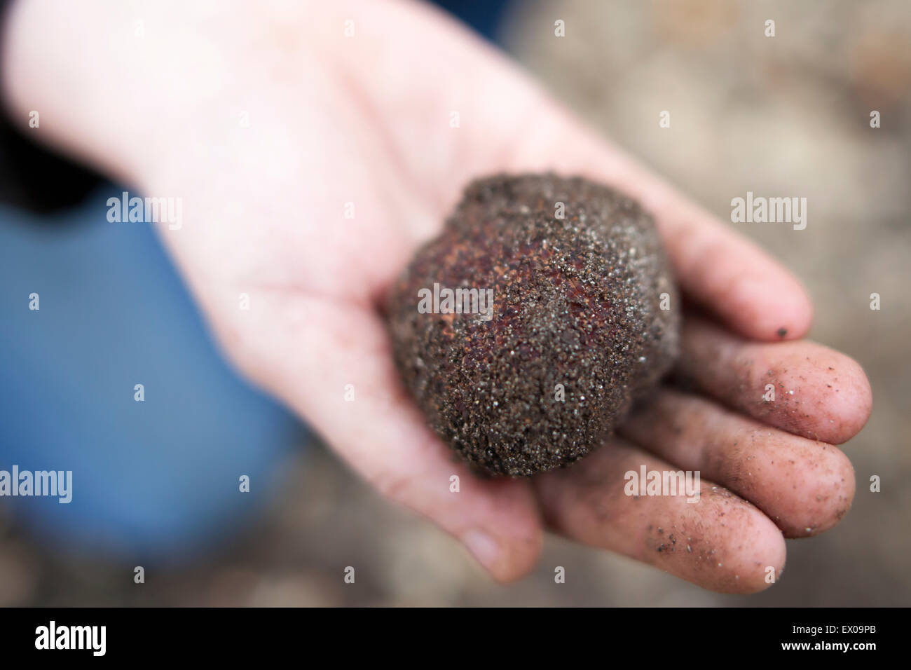 Einen unreifen schwarzen Perigold Trüffel, zeichnet sich durch seine rötliche Apperance und innen weiß. Stockfoto