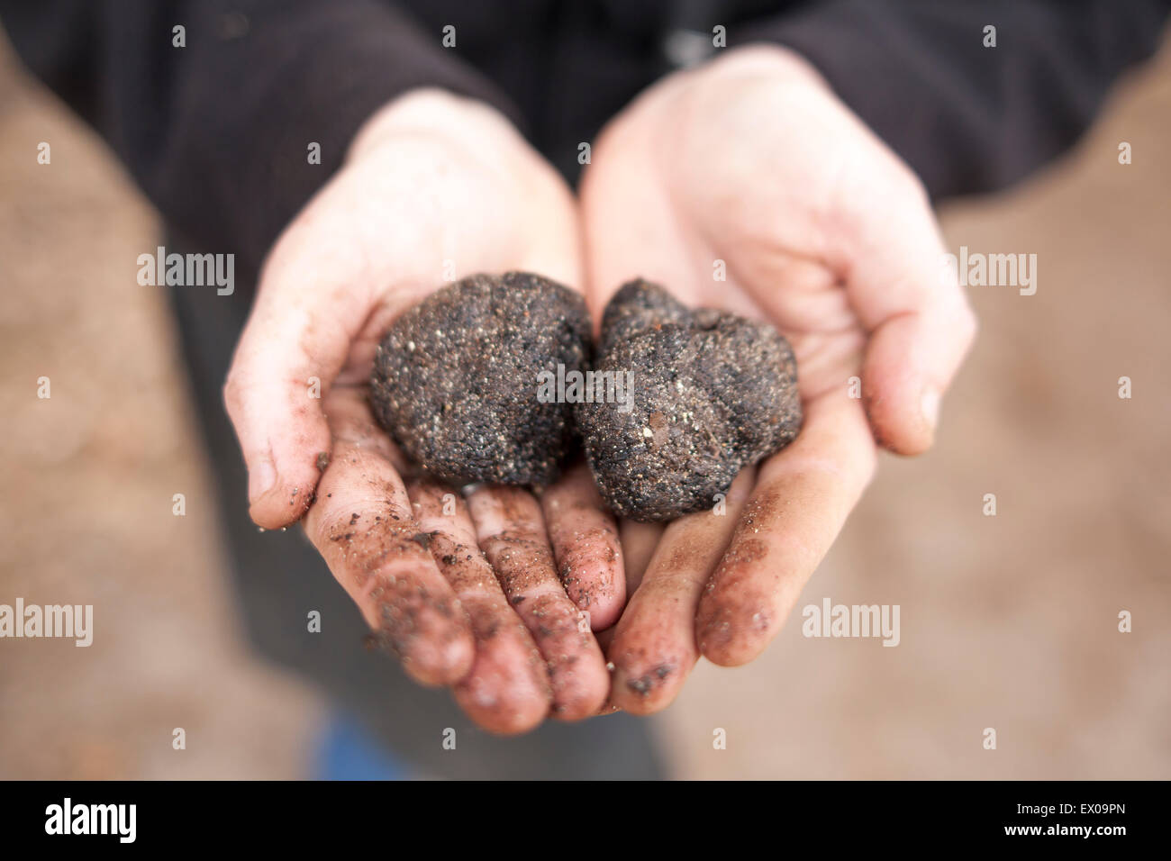 Schwarze Prigold Trüffel frisch ausgegraben aus dem Boden bei der Jagd. Stockfoto