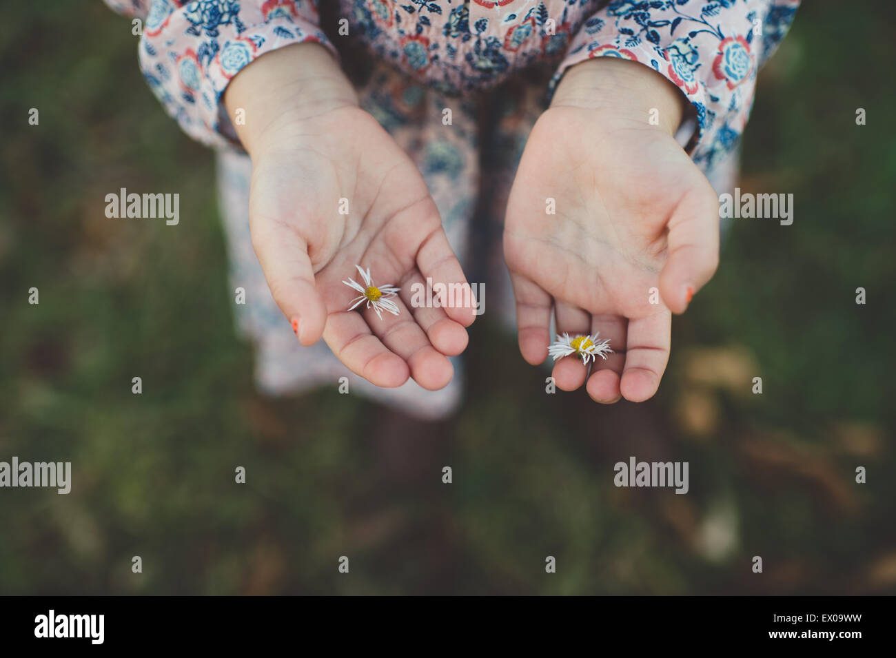 Nahaufnahme von jungen Mädchen Hände halten Blumen-Gänseblümchen Stockfoto