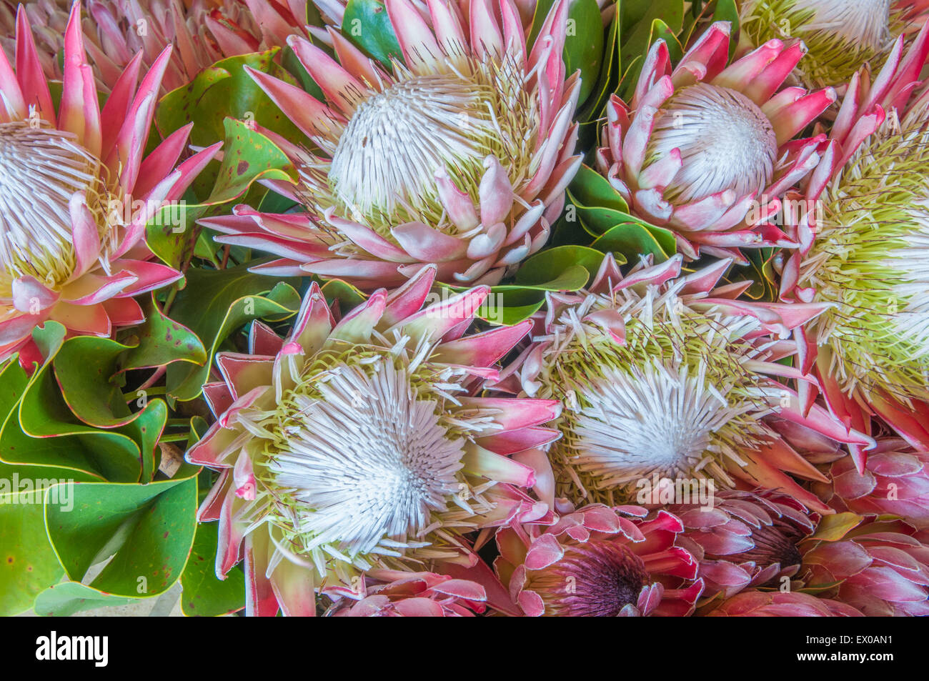 Protea Cynaroides Königs protea, riesige protea, Honeypot oder König Zucker Bush, ein holziger Strauch des Bereichs Winter Niederschlag von der Stockfoto