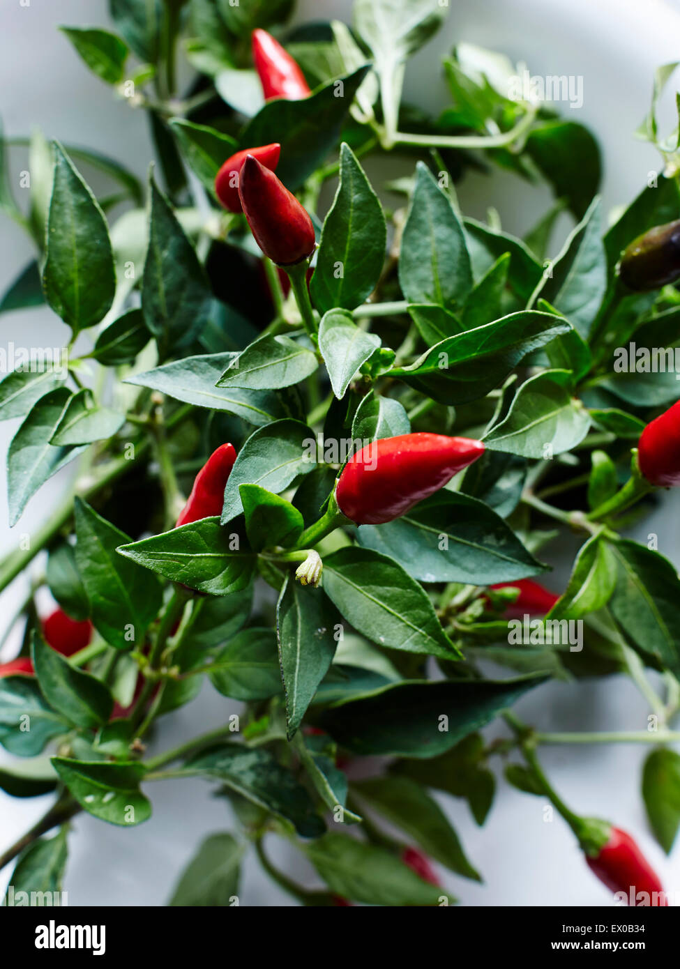 Nahaufnahme von roten Birdseye-Chilis in Schüssel Stockfoto