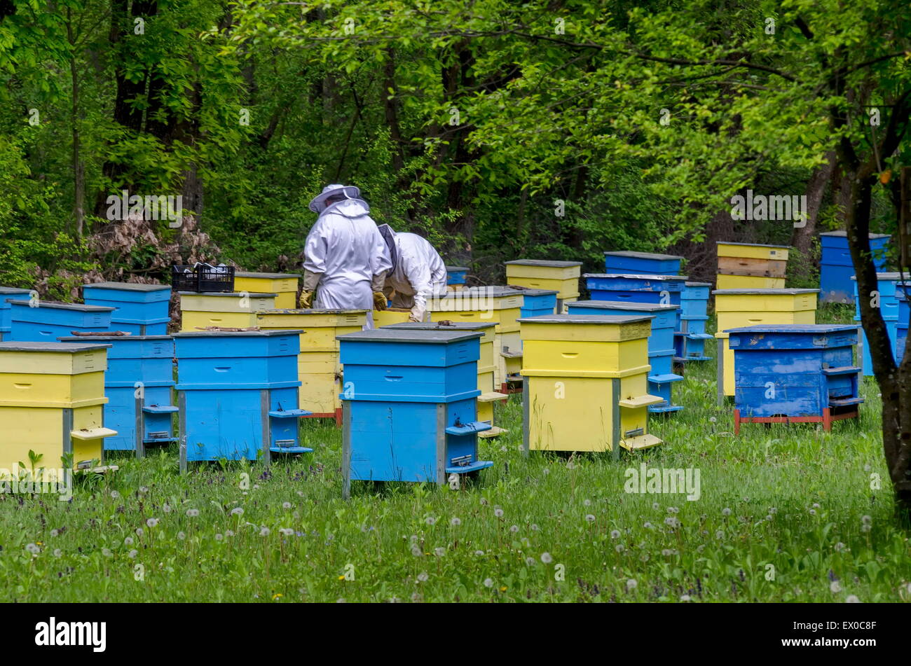 Zwei Biene-Meister im Schleier am Bienenstand Arbeitsplatz unter Nesselsucht, Zavet, Bulgarien Stockfoto