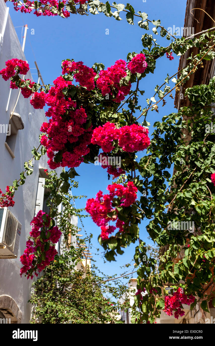 Rethymno blüht Kreta Griechenland Bougainvillea blühende Weinrebe Strassenblumen in Old Town Street Griechenland blüht Stockfoto