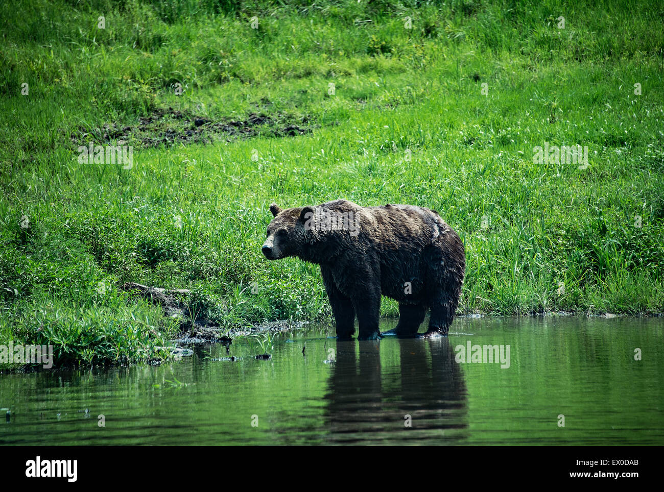 Brauner Bär, Ursus Arctos, Alaska, USA Stockfoto