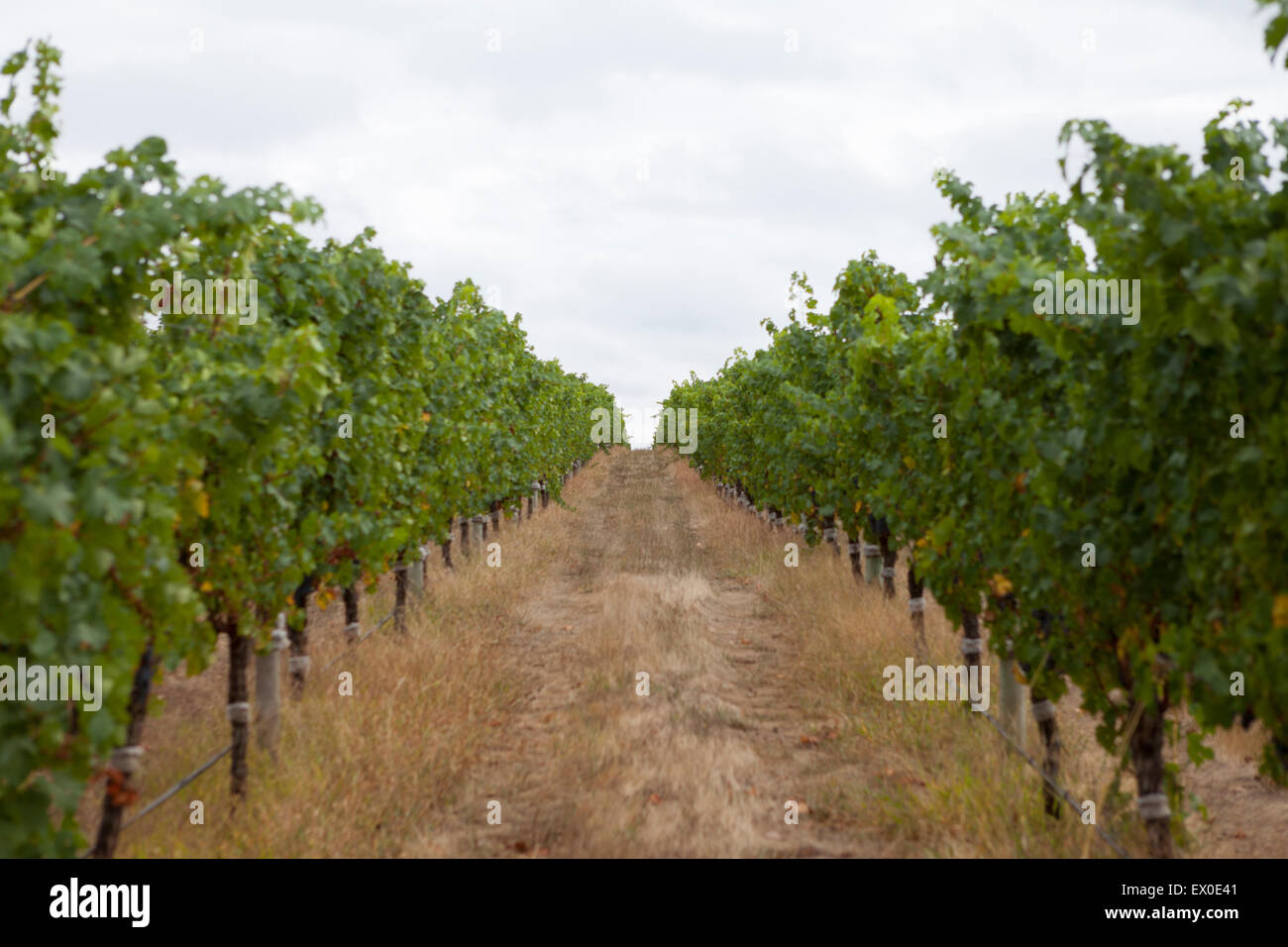 Weinberge in Voyager Estate Weingut Weingut in Margaret River, Western Australia Stockfoto