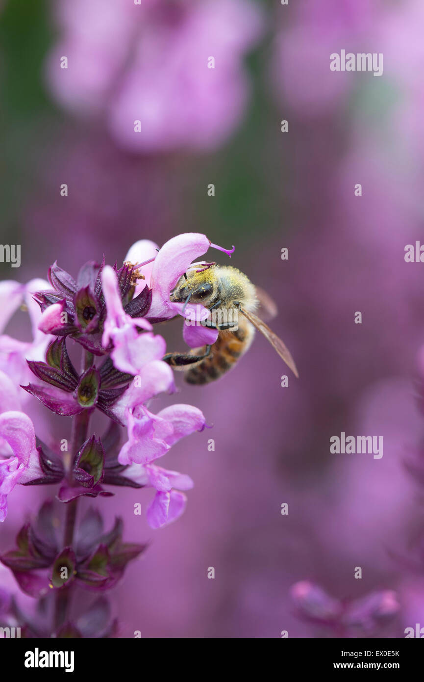 Honigbiene auf einer Salvia X superba 'Rose Queen' Blume Stockfoto