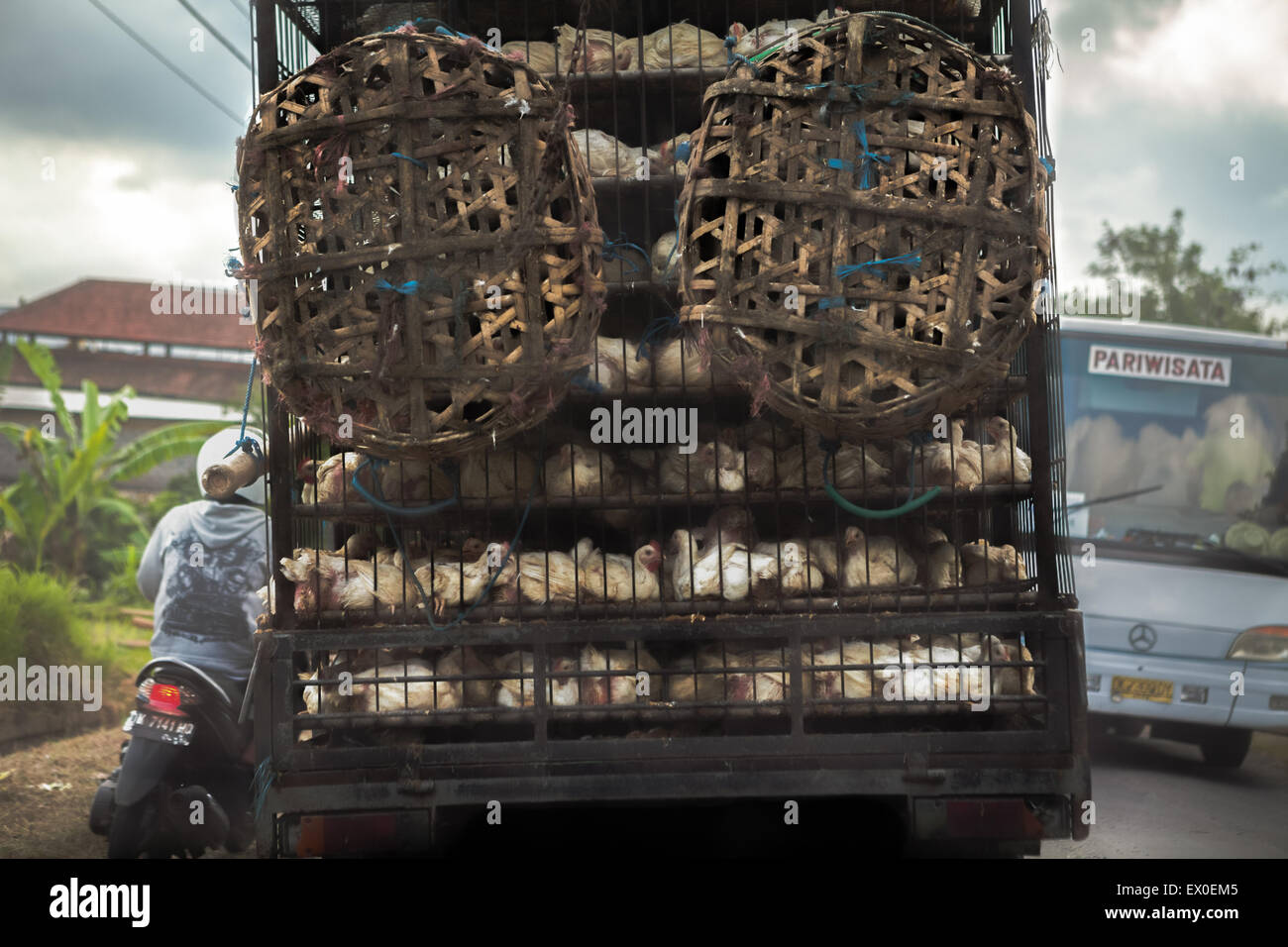 Masthähnchen werden mit einem LKW transportiert, der auf einer Straße zu den Touristenattraktionen des Tanah Lot Tempels und des Strandes in Tabanan, Bali, Indonesien, fährt. Stockfoto