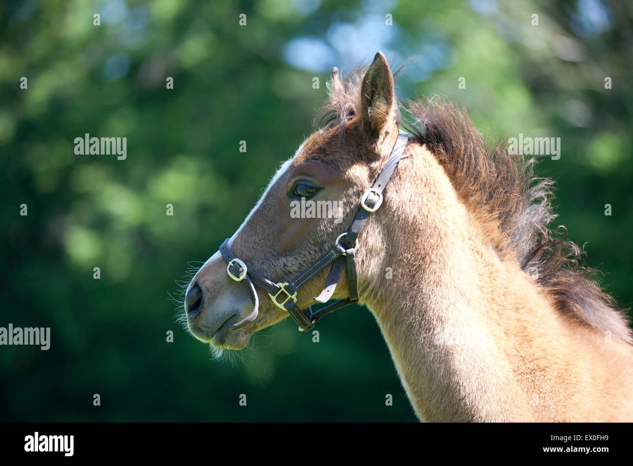 Ein Vollblut Fohlen Stockfoto