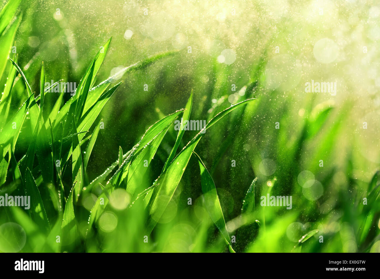 Grass Closeup mit feinem Wasser sinkt nach unten Spritzen und Schaffung eines schönen Lichteffekt Hintergrund, flachen Fokus Stockfoto