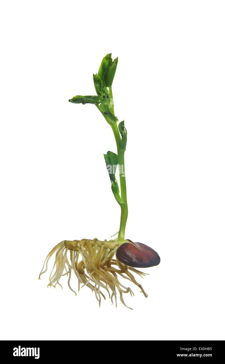 wachsende Bohne auf weißem Hintergrund Stockfoto
