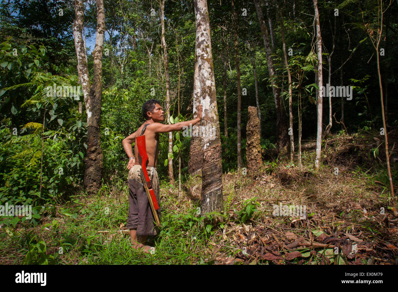 Ein gelegentlicher Jäger steht in der Mitte einer Kautschukplantage in South Tapanuli, Sumatra, Indonesien. Stockfoto