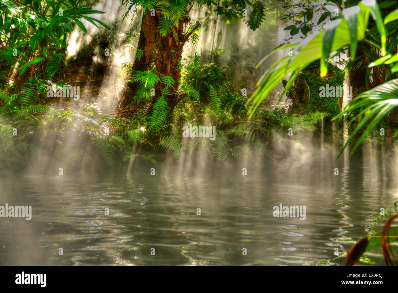 Sonnenstrahlen, die durch den Wald in einen nebligen ruhigen Teich in einem Regenwald herab Stockfoto