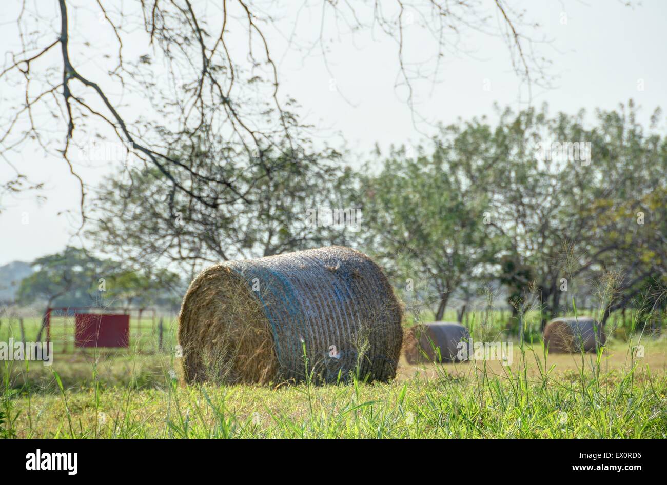 Heuballen, die Verlegung auf einer Weide-Feld in einer Rinderfarm in panama Stockfoto