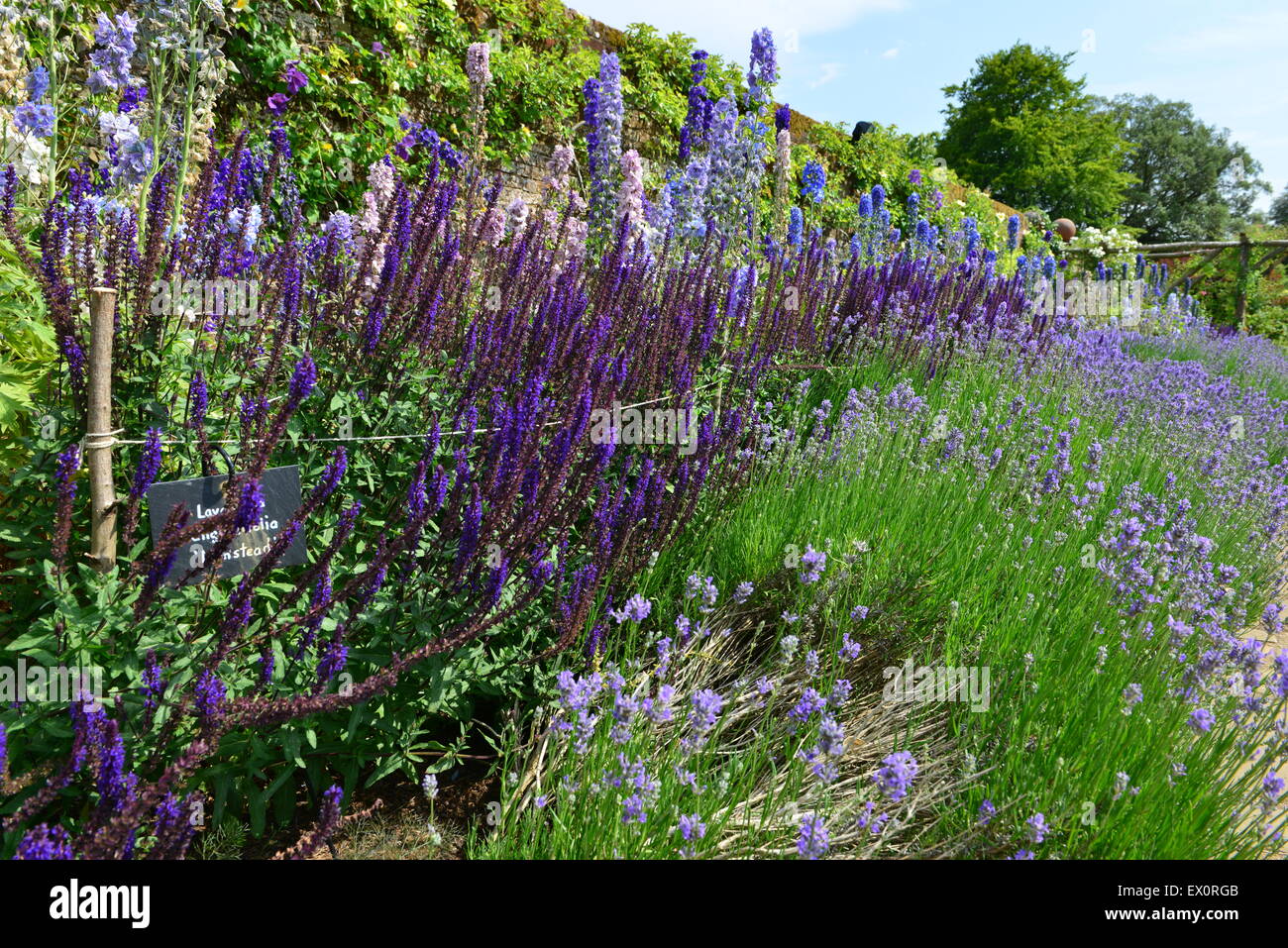 Ein englischer Landschaftsgarten im Sommer Juni 2015 Stockfoto