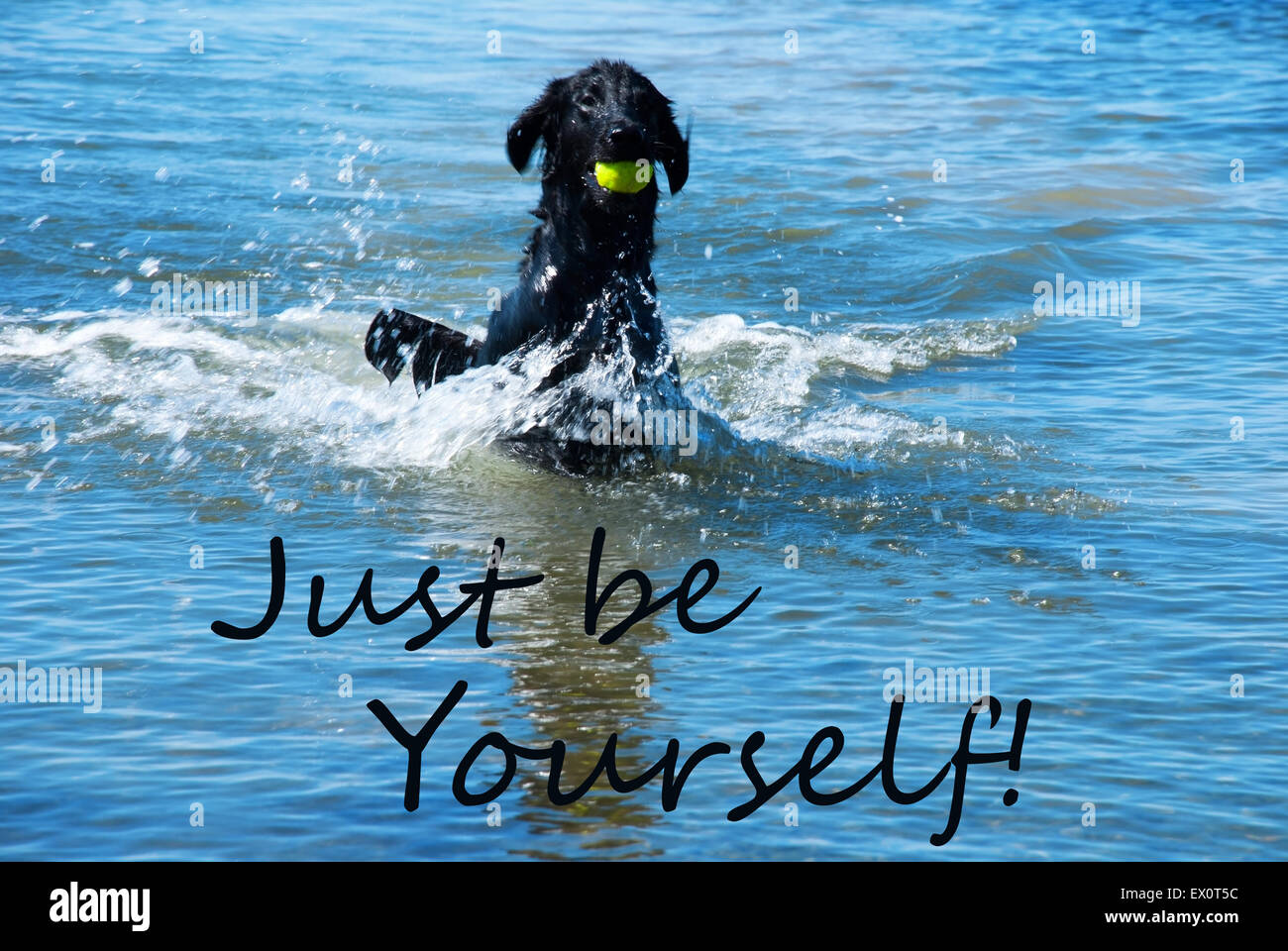 Hund mit Ball im Wasser spielen sei Zitat einfach du selbst Stockfoto