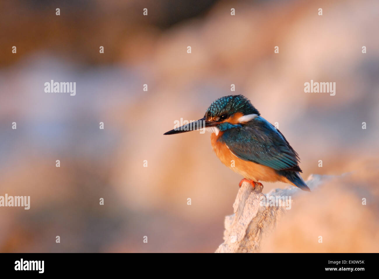 Smaragd Eisvogel am roten Meeresstrand Stockfoto