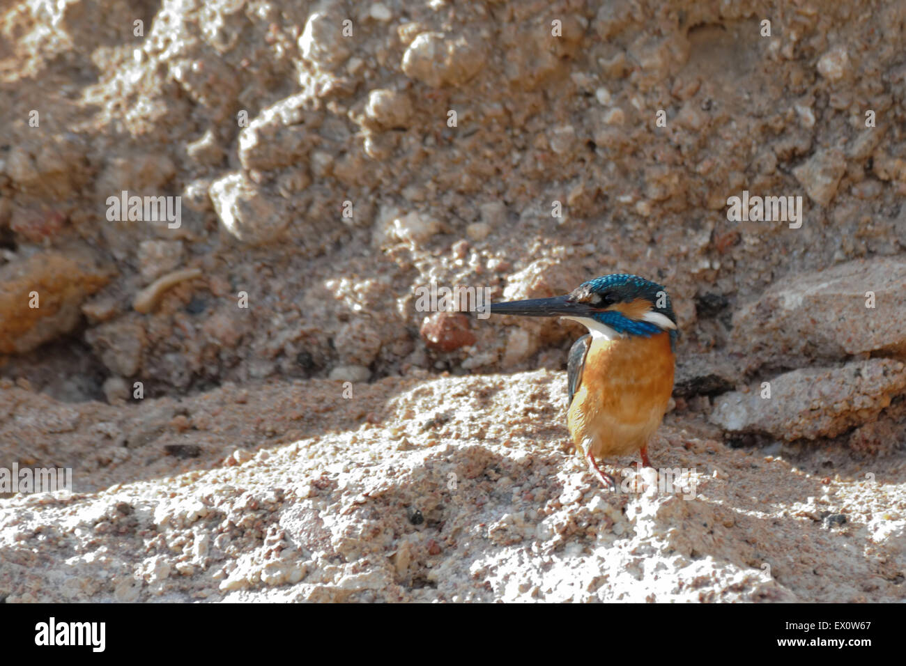 Smaragd Eisvogel am roten Meeresstrand Stockfoto