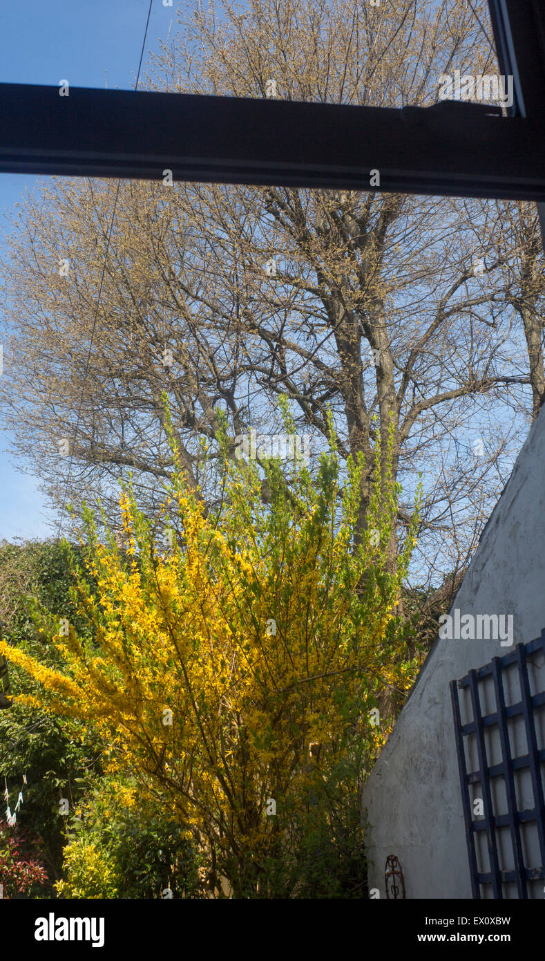 Blick aus Fenster Haus an einem Frühlingstag Blick auf Forsythien Busch und Baum Cardiff Wales UK Stockfoto