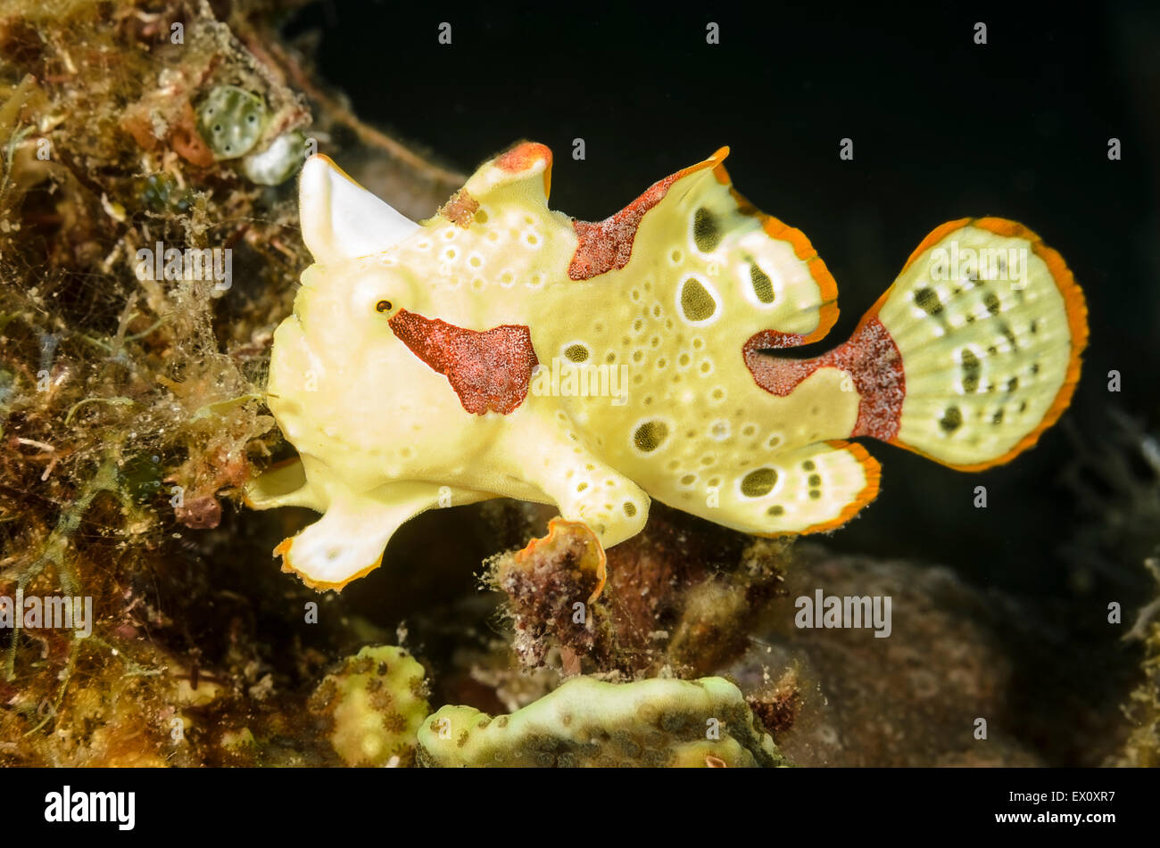 Juvenile warzige Anglerfisch, Antennarius Maculatus, Anilao, Batangas, Philippinen, Pazifik Stockfoto