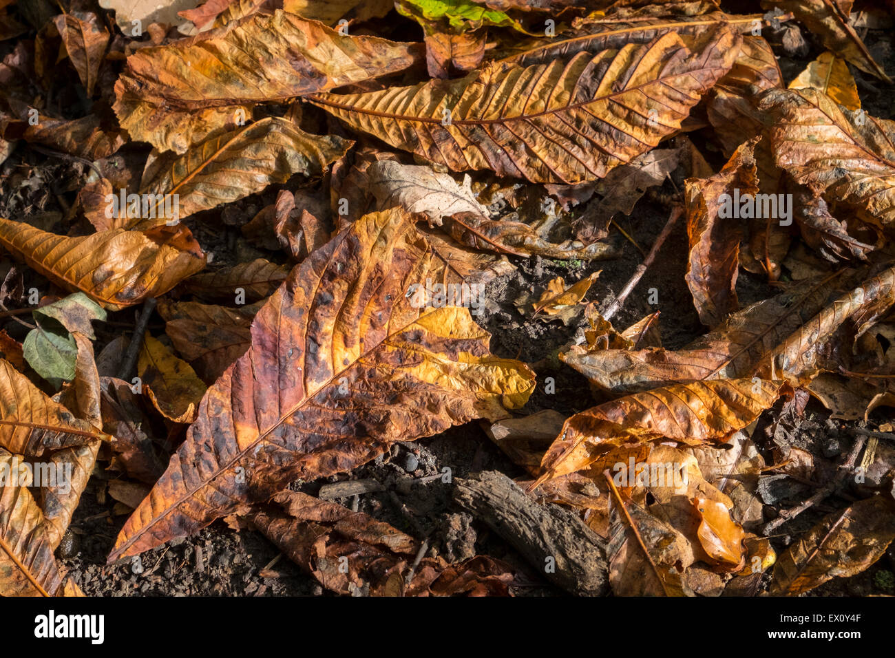 Tote und sterbende Blätter im Herbst Stockfoto