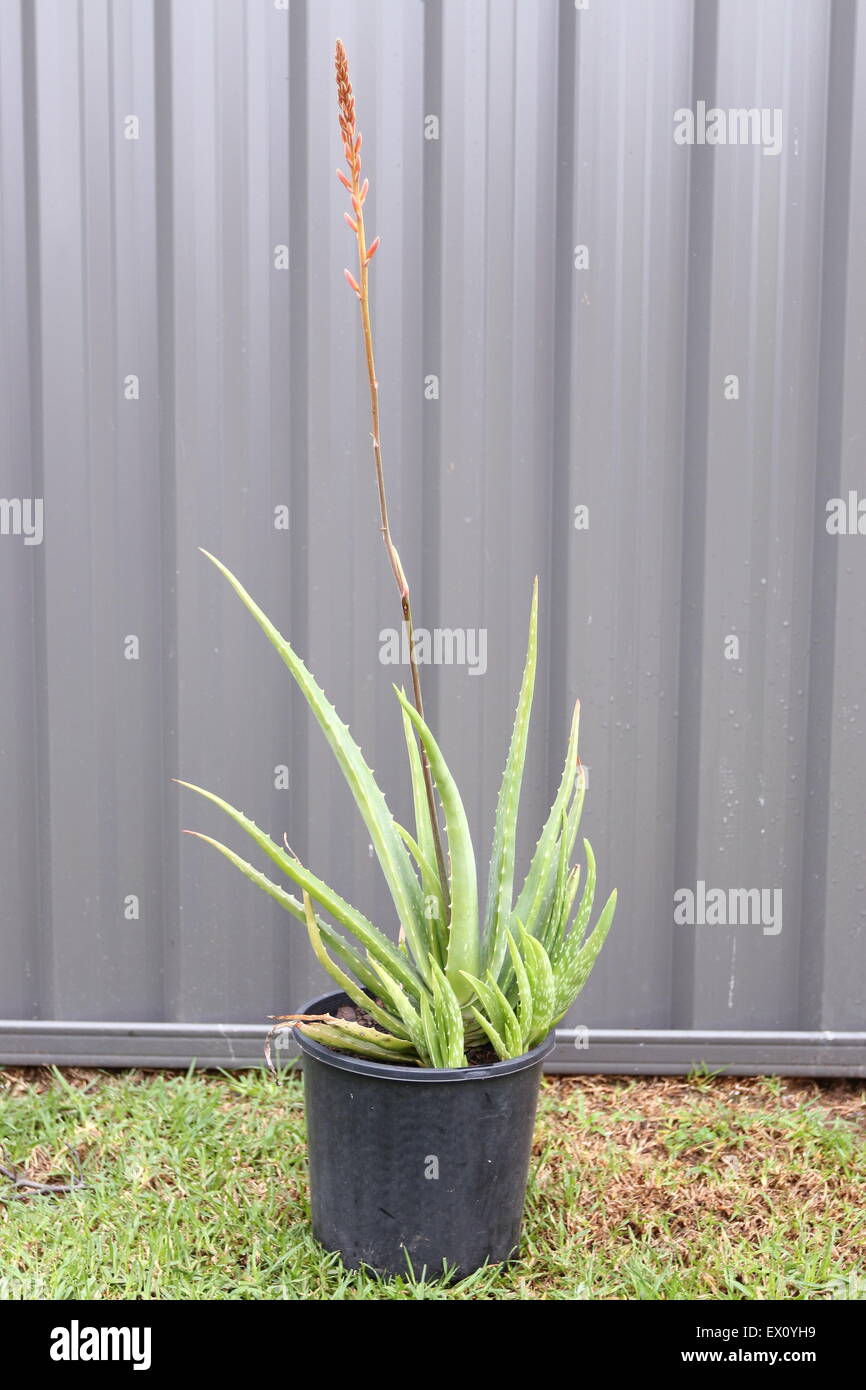 Wachsende Aloe Vera in einem schwarzen Plastiktopf mit jungen Aloe Vera Anbau auf der Seite Stockfoto